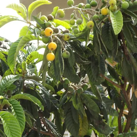 Limoncello Kusadası