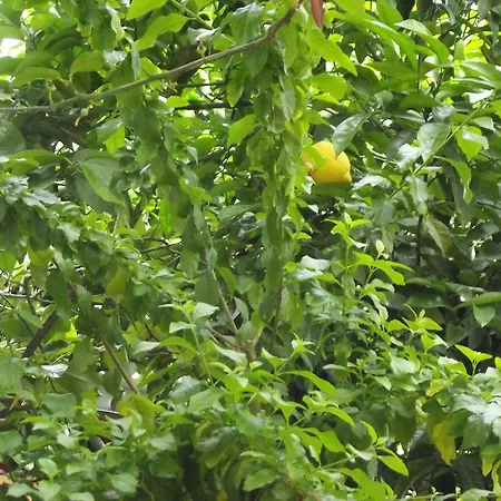 Villa Limoncello *
